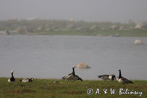 bernikle białolice /Branta leucopsis/ w rezerwacie przyrody na południu wyspy, wyspa Oland, Szwecja