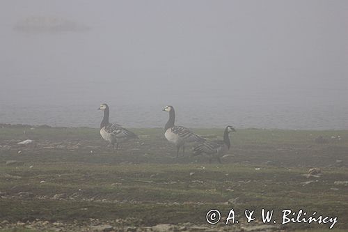 bernikle białolice /Branta leucopsis/ w rezerwacie przyrody na południu wyspy, wyspa Oland, Szwecja