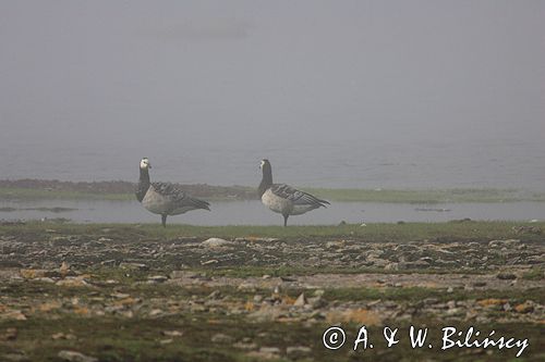 bernikle białolice /Branta leucopsis/ w rezerwacie przyrody na południu wyspy, wyspa Oland, Szwecja