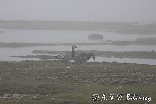 bernikle białolice /Branta leucopsis/ w rezerwacie przyrody na południu wyspy, wyspa Oland, Szwecja