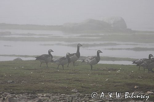 bernikle białolice /Branta leucopsis/ w rezerwacie przyrody na południu wyspy, wyspa Oland, Szwecja