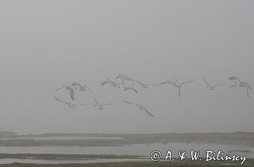 bernikle białolice /Branta leucopsis/ w rezerwacie przyrody na południu wyspy, wyspa Oland, Szwecja
