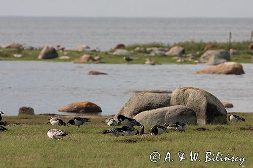 bernikle białolice /Branta leucopsis/ w rezerwacie przyrody na południu wyspy, wyspa Oland, Szwecja