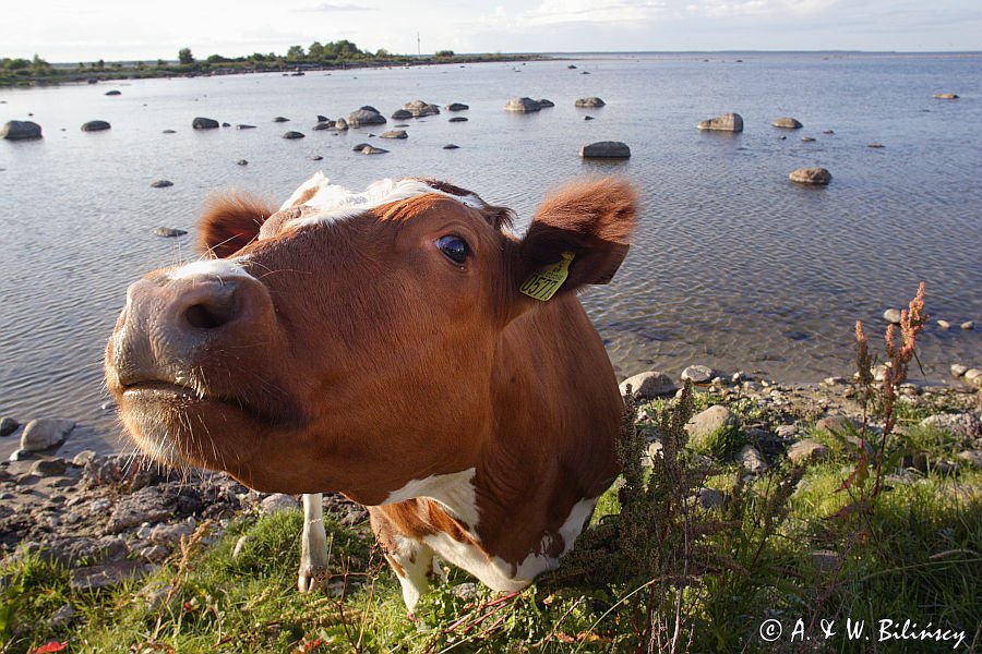 krowa w Boda na Olandii, wybrzeże wyspy Oland, Szwecja