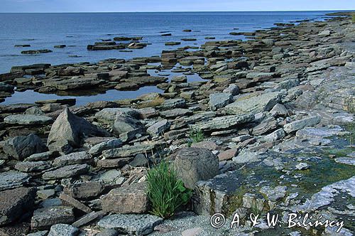 kamienista plaża na wybrzeżu Olandii, rezerwat przyrody 'Poletko Neptuna' nazwane tak przez Linneusza, Wyspa Oland, Szwecja