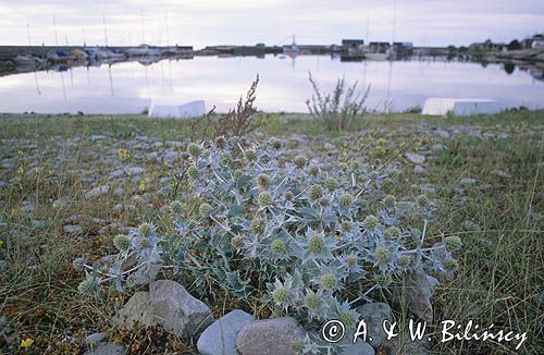 Sandvik, Olandia, Szwecja. Mikołajek nadmorski Eryngium maritimum