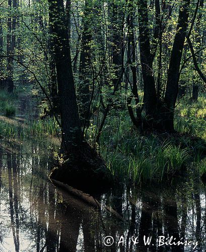 ols, rezerwat Sieraków, Kampinoski Park Narodowy