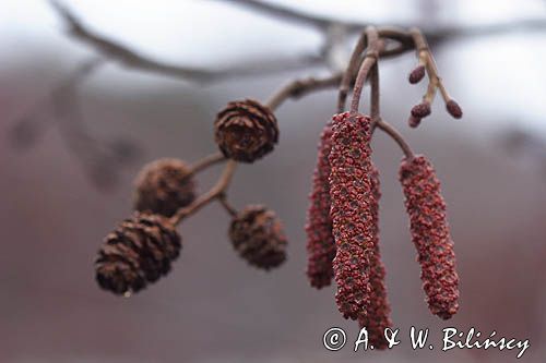 olsza czarna Alnus glutinosa kwiatostany i szyszki - owocostany