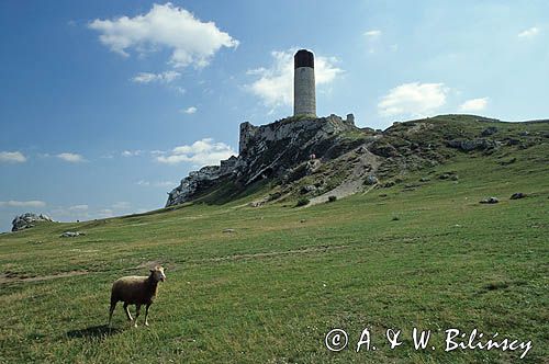 Olsztyn ruiny zamku Jura Krakowsko-Częstochowska, Szlak Orlich Gniazd