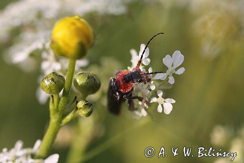 omomiłek szary Cantharis fusca