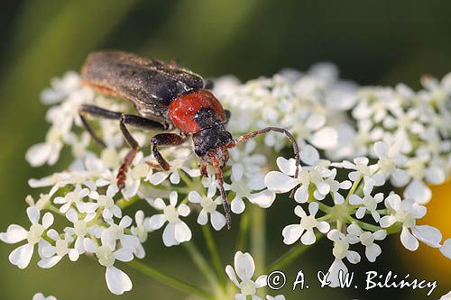 omomiłek szary Cantharis fusca