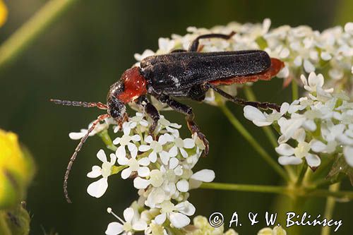 omomiłek szary Cantharis fusca