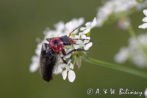 omomiłek szary Cantharis fusca