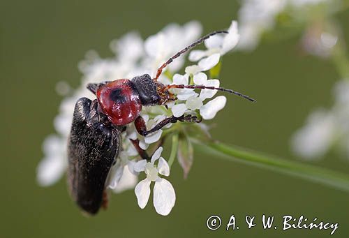 omomiłek szary Cantharis fusca