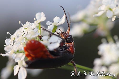 omomiłek szary Cantharis fusca