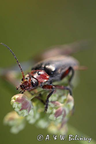 omomiłek szary Cantharis fusca