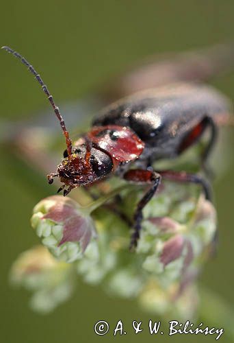 omomiłek szary Cantharis fusca