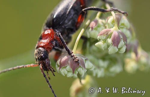 omomiłek szary Cantharis fusca