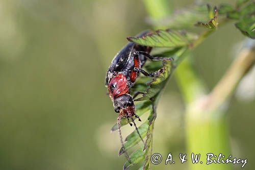 omomiłek szary Cantharis fusca