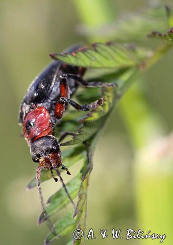 omomiłek szary Cantharis fusca