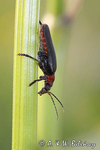 omomiłek szary Cantharis fusca