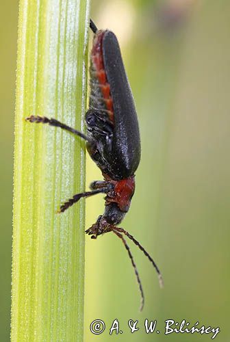 omomiłek szary Cantharis fusca