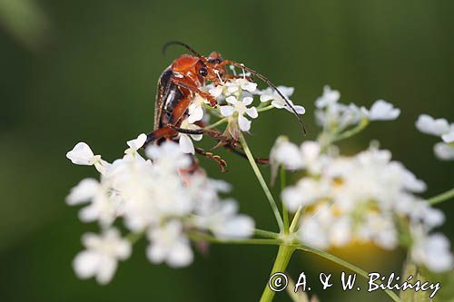 omomiłek szary Cantharis fusca