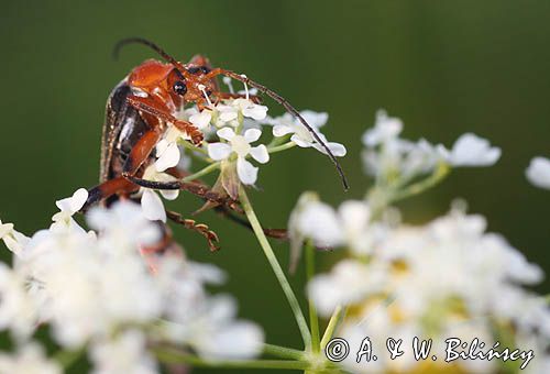 omomiłek szary Cantharis fusca