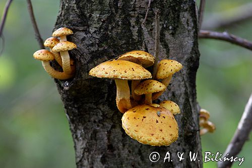 opieńka miodowa Armillariella mellea