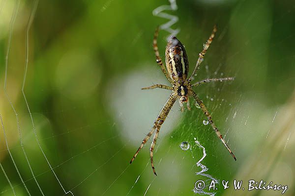 pająk tygrzyk paskowany, Argiope bruennichi