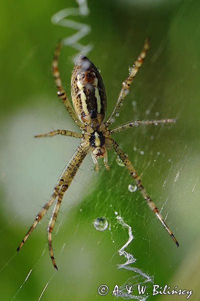 pająk tygrzyk paskowany, Argiope bruennichi