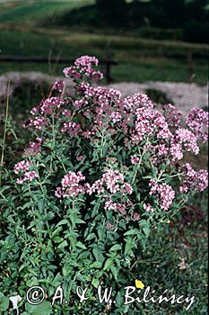 oregano, lebiodka