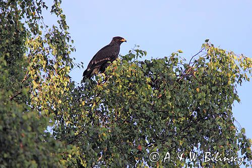 Orlik krzykliwy, Aquila pomarina