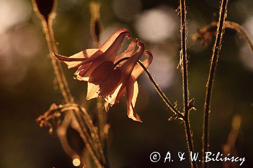 Orlik pospolity, Aquilegia vulgaris