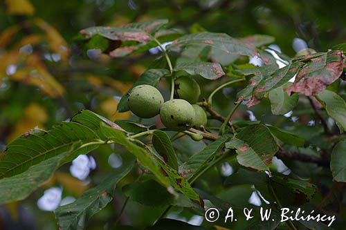 Orzech włoski Juglans regia) , liście i orzechy