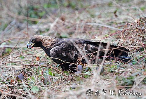 Orzeł przedni, zys, Aquila chrysaetos,