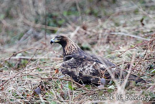 Orzeł przedni, zys, Aquila chrysaetos,