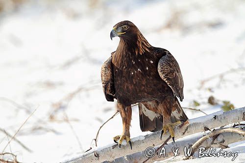 Orzeł przedni, zys, Aquila chrysaetos