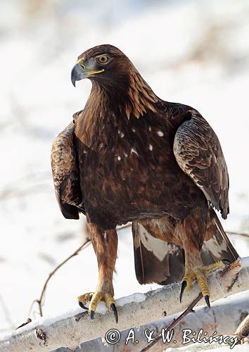 Orzeł przedni, zys, Aquila chrysaetos