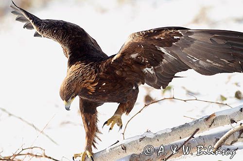 Orzeł przedni, zys, Aquila chrysaetos