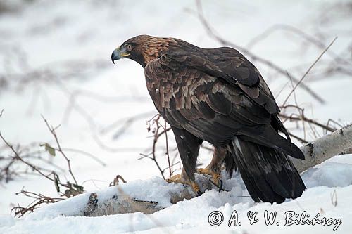 Orzeł przedni, zys, Aquila chrysaetos