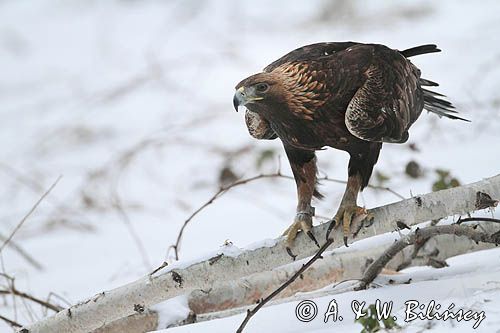 Orzeł przedni, zys, Aquila chrysaetos