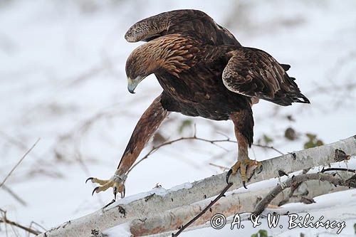 Orzeł przedni, zys, Aquila chrysaetos