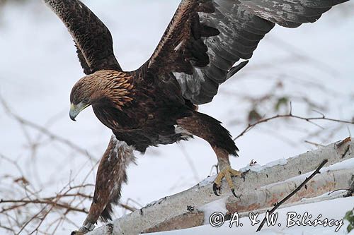 Orzeł przedni, zys, Aquila chrysaetos