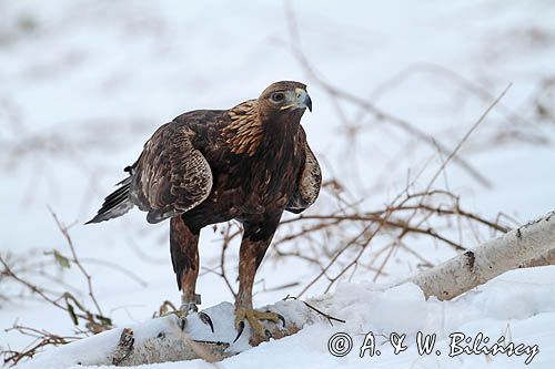 Orzeł przedni, zys, Aquila chrysaetos