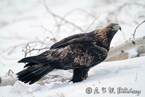 Orzeł przedni, zys, Aquila chrysaetos