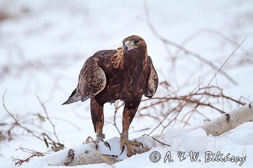 Orzeł przedni, zys, Aquila chrysaetos