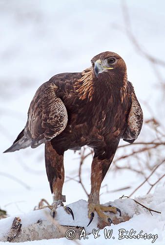 Orzeł przedni, zys, Aquila chrysaetos