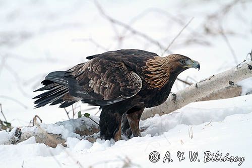 Orzeł przedni, zys, Aquila chrysaetos