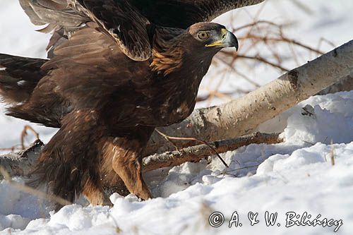 Orzeł przedni, zys, Aquila chrysaetos